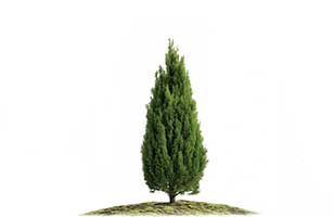 arborvitae planting