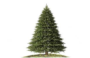 pine tree planting
